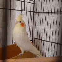 جوجه ها دو وسه و ۶ و۸ماه  نره وماده سخنگو زیبا|پرنده|تهران, شهرک رضویه|دیوار