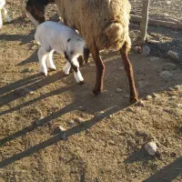 گوسفند وبره جوان|حیوانات مزرعه|بدره, |دیوار