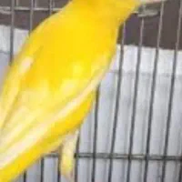 قناری ماده