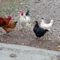 مرغ تخم گذار وخروس