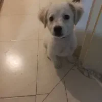 واگذاری سگ پامر اشپیتز