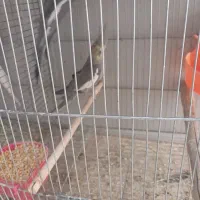 جفت عروس هلندی خاکستری