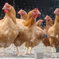 مرغ لاری|حیوانات مزرعه|سراوان, |دیوار