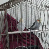 یک جفت عروس هلندی با تجهیزات