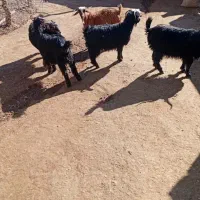 ۶بز|حیوانات مزرعه|نورآباد, |دیوار