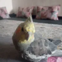 عروس هلندی گمشده|پرنده|شریف‌آباد, |دیوار