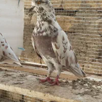 یجفت کبوتر نر و ماده پلنک یا قلمکاری کار داده|پرنده|اصفهان, عاشق‌آباد|دیوار