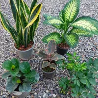 گل های مناسبت روز مادر رسید|گل و گیاه طبیعی|بیرجند, |دیوار