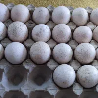 تخم نطفه دار و خوراکی بوقلمون