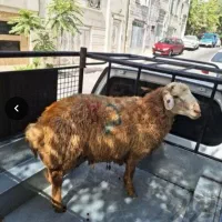 دام زنده با سلاخ رایگان گوسفند پر گوشت( کشتاری)