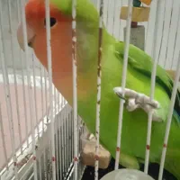 طوطی برزیلی گمشده درحسن آباد به یابنده مژدگانی