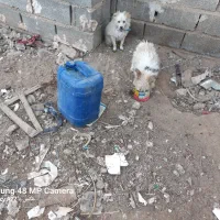 سگ پاکوتاه|سگ|فسا, |دیوار