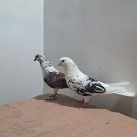 کبوتر