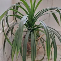 گل پاندانوس