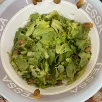 حلزون آلبینو