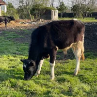 گوساله نر سمینتال ۱۰ ماهه