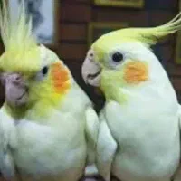 عروس نر با جوجه دونخور