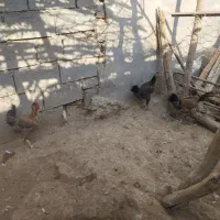 مرغ|پرنده|امیدیه, |دیوار