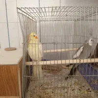 عروس هلندی|پرنده|نجفآباد, شریعتی غربی|دیوار