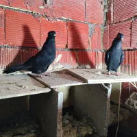 جفت سیاه ابادنی|پرنده|بندر ماهشهر, |دیوار