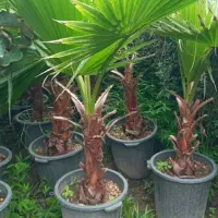 پیش فروش نهال پالم واشنگتونی