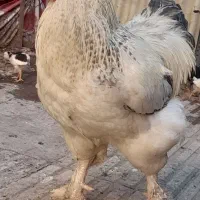 خروس برهما