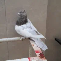 کبوتر کله دار