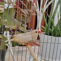 یک عدد ماده ایزابل اورنج و یک عدد نر کینگ اروپایی|پرنده|اصفهان, درب کوشک|دیوار