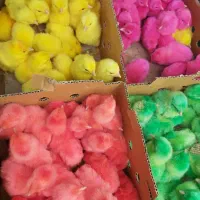 کارخانه ماکیان طیور ضمانتی اردک جوجه رنگی محلی