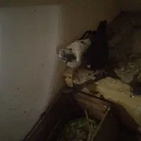 شادگان|پرنده|شادگان, |دیوار