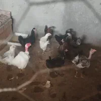 مرغ و خروس