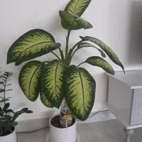 فروش گل