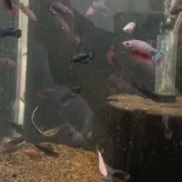 ماهی  شب عید زیر قیمت بازار گوپی و فای تر