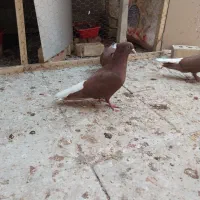 کفتر سرخ دم سفید