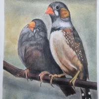 نقاشی فنچ با مداد رنگی