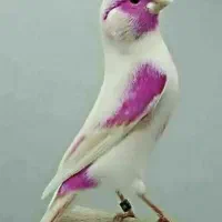 پرنده سرای ققنوس