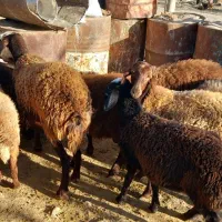 شیشک بره ماده آبستن