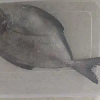 کارگر ساده برای بسته بندی