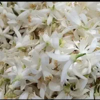 بهار نارنج  اصل شیراز