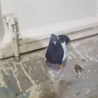 کبوتر سینه ای|پرنده|مسجد سلیمان, |دیوار