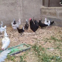 جوجه و تخم نطفه دار گلین لری اصل|حیوانات مزرعه|تهران, ایران|دیوار