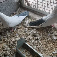 کبوتر تکدم|پرنده|لالجین, |دیوار