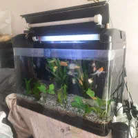 اکواریوم ۸۰سانتی شیشه خم همرا بادرب|ماهی|اصفهان, عطار نیشابوری|دیوار