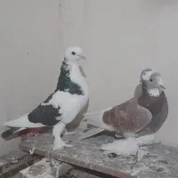 سلام کبوترزینتی پاپرنروماده