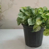 گل طبیعی|گل و گیاه طبیعی|مشهد, خرمشهر|دیوار