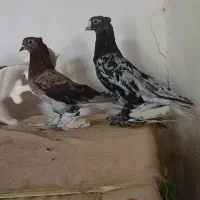 پرپایی ها تکدم مایدم دوکت