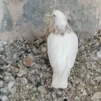 خوشرنگ، طوقی