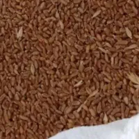 گندم سالار بذری