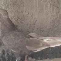 کفتر|پرنده|نیشابور, شهرک اندیشه|دیوار