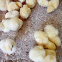 جوجه مرغ گوشتی راس